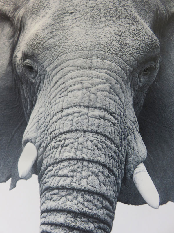 Textured Screen Printing: Elephant Trunk